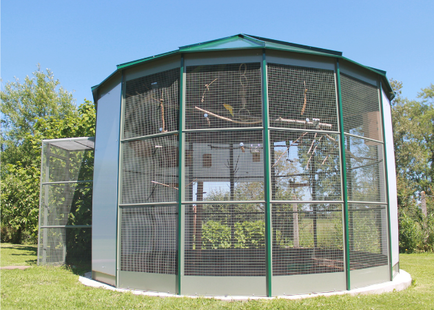 Volières oiseaux extérieures - Vente grande extérieure perruche, perroquet  et canaris - Colony