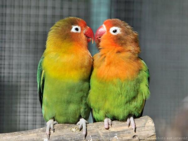 Adoptez un perroquet ou une perruche : comment choisir son espèce ?