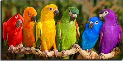 Adopter un perroquet : quelle espèce choisir ?