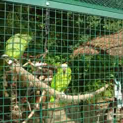 Offrez une volière extérieure à vos oiseaux ! - Blog Colony Perroquet