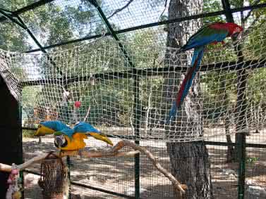 Offrez une volière extérieure à vos oiseaux ! - Blog Colony Perroquet