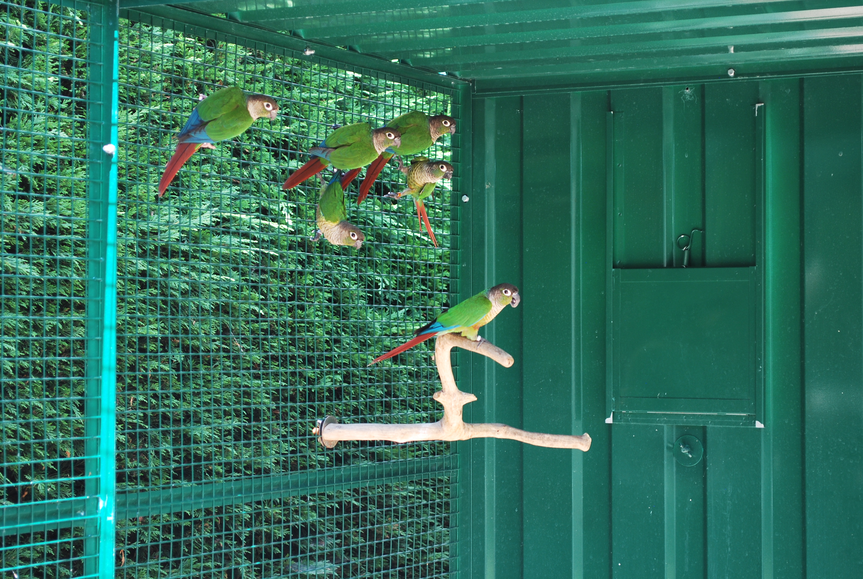 Offrez une volière extérieure à vos oiseaux ! - Blog Colony Perroquet