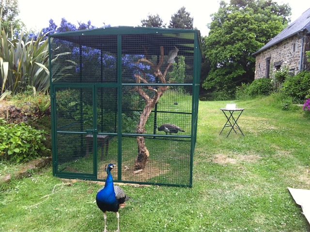 Offrez une volière extérieure à vos oiseaux ! - Blog Colony Perroquet