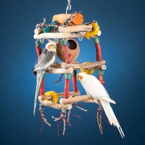 3 conseils pour offrir à votre perroquet un équipement adapté