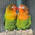 Adoptez un perroquet ou une perruche : comment choisir son espèce ?