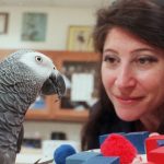 Le perroquet, un oiseau d'une pure intelligence